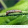 anthocharis cardamines pyatigorsk larva3a